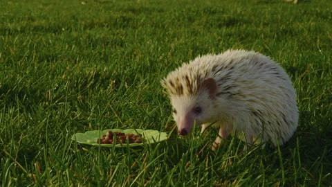Close-up, the hands of the hostess put a small white hedgehog in front of a Stock Footage 230982735