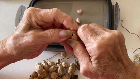 Close Up Of Hands Hulling Raw Peanuts During Traditional Food Preparation Stock Footage 334162561