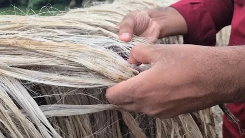 Close Up Of Hands Inspecting Dry Golden Jute Fiber Quality And Strength In Field Stock Footage 340860520