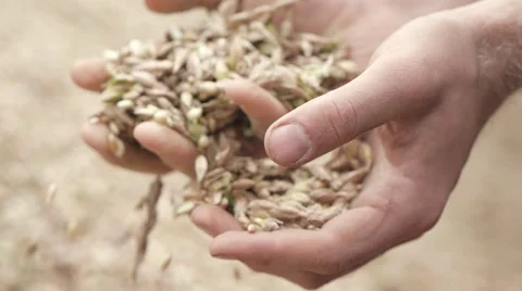Close up of hands inspecting organic spelt grains Stock Footage 45611566