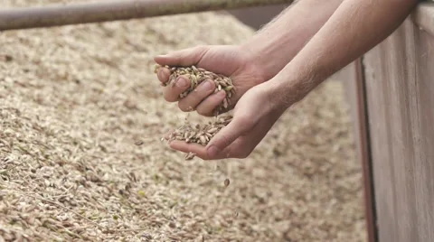 Close up of hands inspecting organic spelt grains Stock Footage 45611663