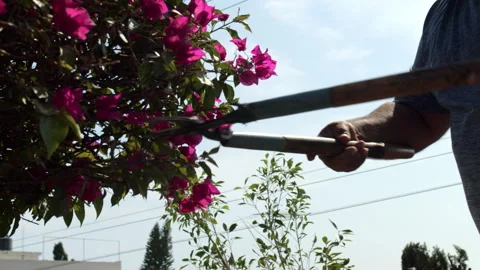 Close up Hands of Landscaper Pruning Pink Bougainvillea Bush Using Shears Stock Footage 342220096