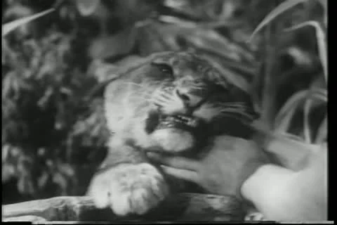 Close-up hands on lion cub's neck Stock Footage 11348987