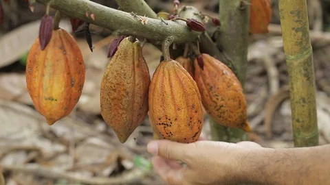 Close-up of hands with machete cutting cacao fruit. Stock Footage 94228541