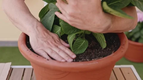 Close-up of the hands of a man carefully pressing the soil around the plant Stock-Footage 240847411