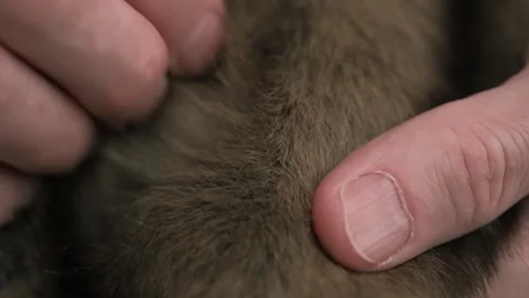 Close-up hands man gently stroking fluffy rabbit. Stock Footage 320206372