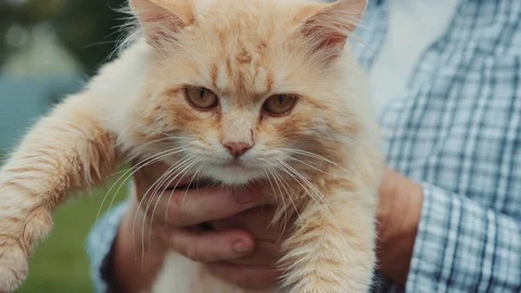 Close up hands man holding cat in his arms look at camera outdoors garden cute Stock Footage 102782444