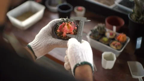 Close up of the hands of man measuring the cactus plant growth using vernier sca Stock Footage 268434578