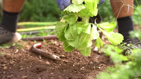 Close up of hands of man planting lettuce seedlings in organic vegetable garden Stockbeeldmateriaal 346380774