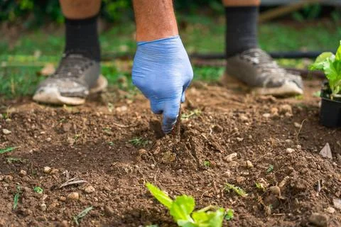 Close up of hands of man planting lettuce seedlings in organic vegetable garden 库存照片