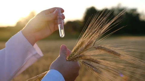 Close up hands of the man scientist environmentalist exploring wheat. Stock Footage 201737344