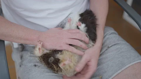Close up of hands of man stroking little guinea pig that is facing up on his lap Stock-Footage 221234446