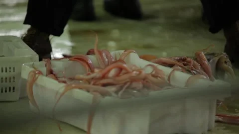 Close up of hands of mans puting fishes in plastic basket Stock Footage 156673488