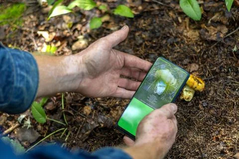 Close-up of hands of mushroom hunter using mobile app to recognize mushrooms  Stock Photos