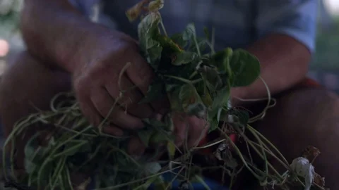 Close-up, Hands of an Old Man Gathering a Harvest of Asparagus Stock Footage 88198528