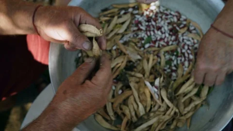 Close-up, Hands of Old Men and Women Cleans then Peels of Asparagus Stock Footage 88192030