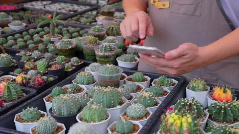Close up hands of owner asian man working with tablet smart phone cactus farm. Видео 170060645