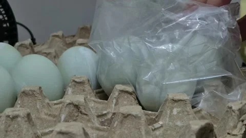 Close up of hands packing salted duck eggs Stock Footage 338164494