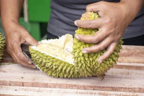 Close-up of hands peeling open a large, green durian fruit Stock Photos