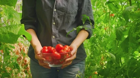 Close up hands of person farmer carry glass plate bowl full of freshly picked Stock Footage 314964258