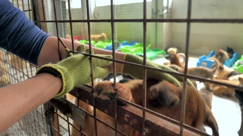Close-up of hands petting caged stray dog in pet shelter. People, Animals Video stock 152344023