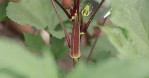 Close Up of Hands Picking and Harvesting Fresh Okra from Backyard Garden Stock Footage 130916705