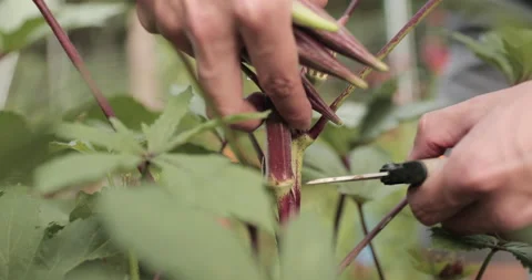 Close Up of Hands Picking and Harvesting Fresh Okra from Backyard Garden 動画素材 130976255