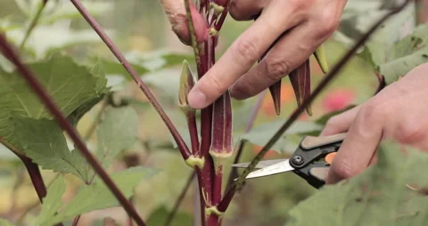 Close Up of Hands Picking and Harvesting Fresh Okra from Backyard Garden Stock Footage 130976380