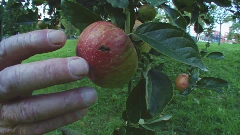 Close-up of Hands Picking an Apple Stock Footage 314896384
