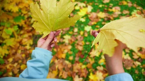 Close-up of hands picking up autumn maple leaves 库存影片 345808716