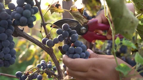 Close up of hands picking grapes during harvest of grapes or vindimia, in a Stock Footage 342798027