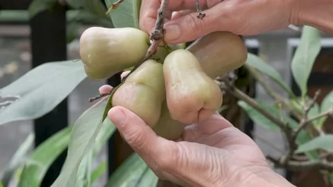 Close up of hands picking harvesting a bunch of ripe guavas Stock Footage 229676928