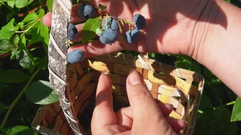 Close-up of the hands picking large blueberries and putting into the basket Stock Footage 144789926
