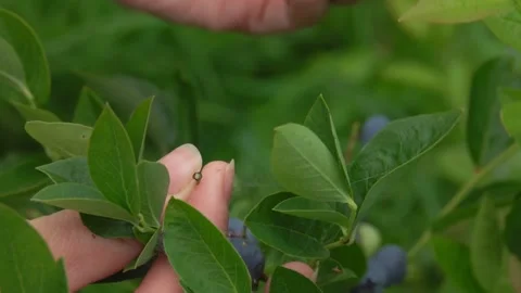 Close-up of hands picking large juicy blueberries from the bush in slow motion Stock-Footage 153048886