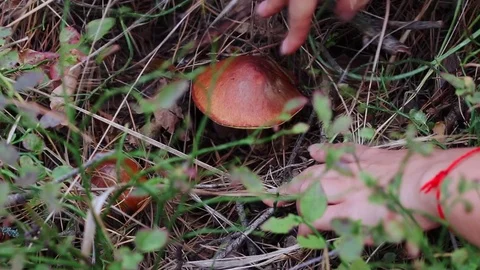 Close-up hands picking up the mushroom in autumn forest Stock Footage