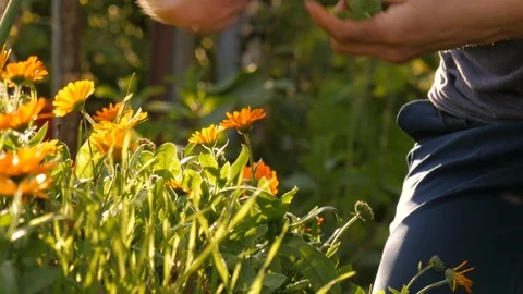 Close up of hands picking orange flowers in community garden Stock Footage 122870790