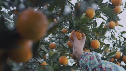 Close up of hands picking oranges , Sichuan, China Stock Footage 141465119