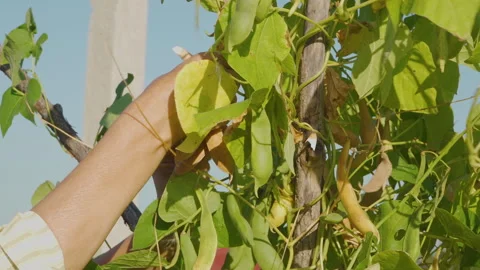 Close-up of hands picking organic bean pods from the plant. Stock-Footage 332986621