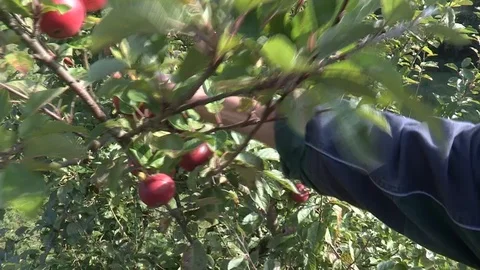 Close up of hands of picking red apples in fall Stock Footage 92043824