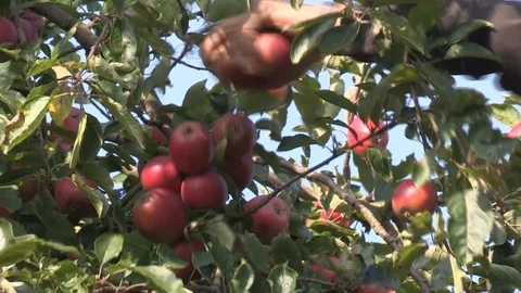 Close up of hands of picking red apples Stock Footage 92043852