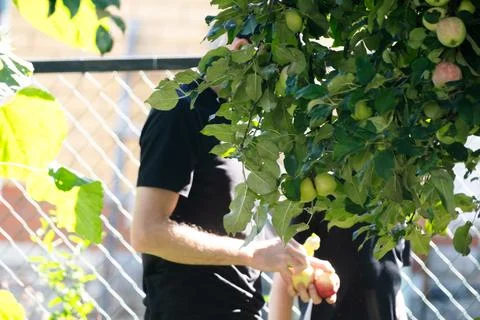 Close up of hands picking ripe apples from a tree branch Stock Photos