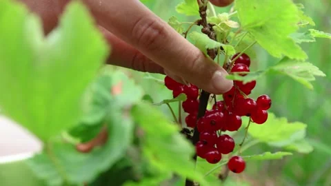 Close-up of hands picking ripe currants from the bush. Harvesting red currants Stock Footage 246596258
