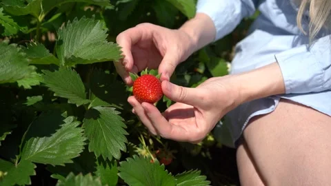 Close-up of hands picking ripe strawberries Stock Footage 338250232