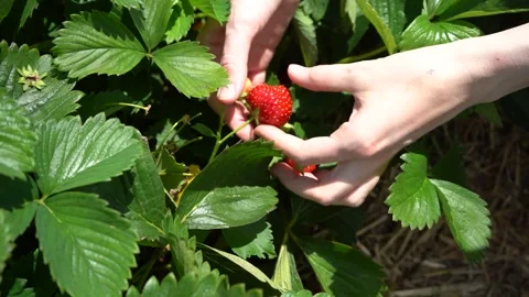 Close-up of hands picking ripe strawberries Stock Footage 338250254