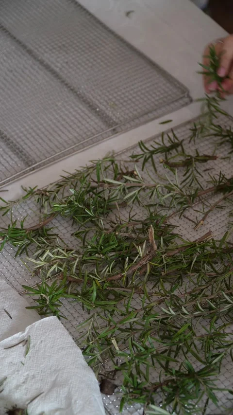 Close-up of hands picking rosemary leaves. Stock-Footage 330480171