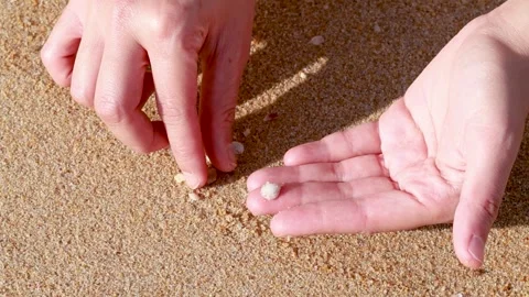 Close Up of Hands Picking Up Small Shells From Sandy Beach Stock Footage 327346691