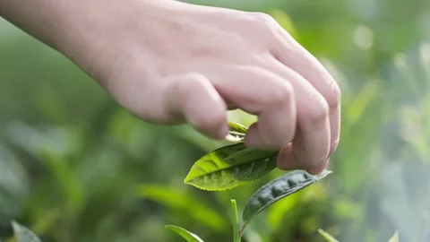 Close-up of Hands Picking Tea Leaves Stock Footage 303404661