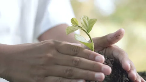Close up hands plant small tree green leaf. Save the earth for planting Video stock 152150736