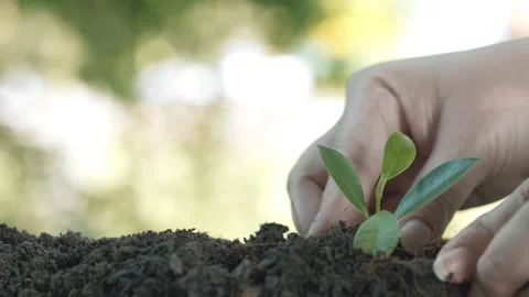 Close up hands plant small tree green leaf. Save the earth for planting Video stock 152150758