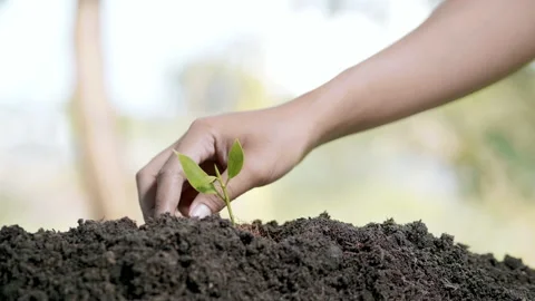 Close up hands plant small tree green leaf. Save the earth for planting Stock Footage 152150884